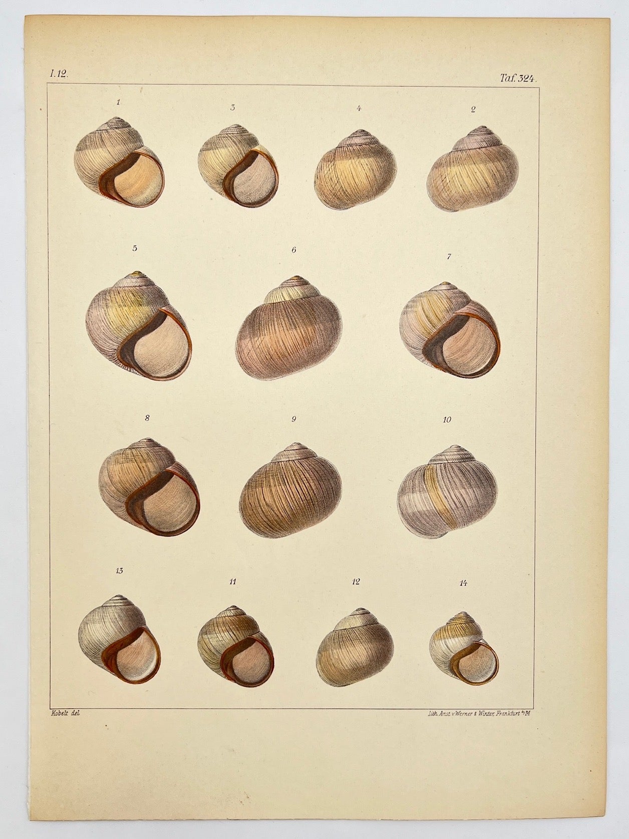 Antique Print - Conchology - Snail Shell - Roman Snail -  Friedrich Martini - Dahlströms Fine Art