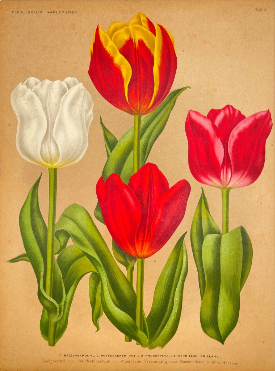 Antique Botanical Print - Flower Art - Kaizerskroon - Goffart & Severeijns - Dahlströms Fine Art