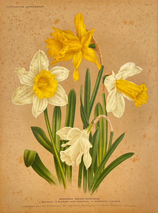 Antique Botanical Print - Flower Art - Narcissus Pseudo-Narcissus - Goffart - Dahlströms Fine Art