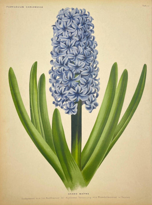 Antique Botanical Print - Flower Art - Grand Maitre - Goffart & Severeijns - Dahlströms Fine Art