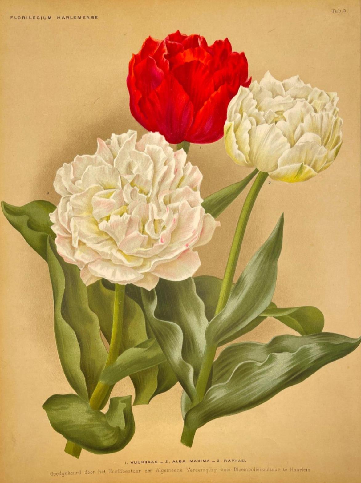 Antique Botanical Print - Flower Art - Vuurbaak - Goffart & Severeijns - Dahlströms Fine Art