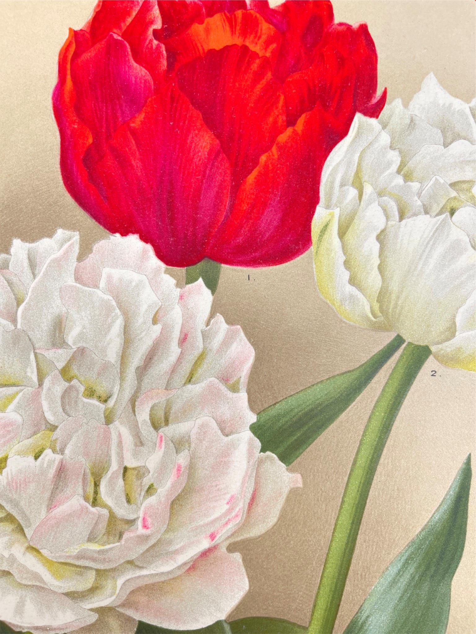 Antique Botanical Print - Flower Art - Vuurbaak - Goffart & Severeijns - Dahlströms Fine Art