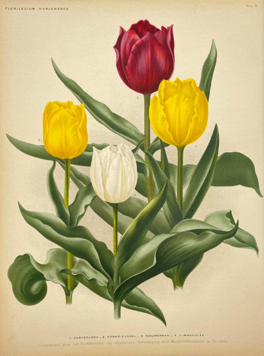 Antique Botanical Print - Flower Art - Chrysolora - Goffart & Severeijns - Dahlströms Fine Art