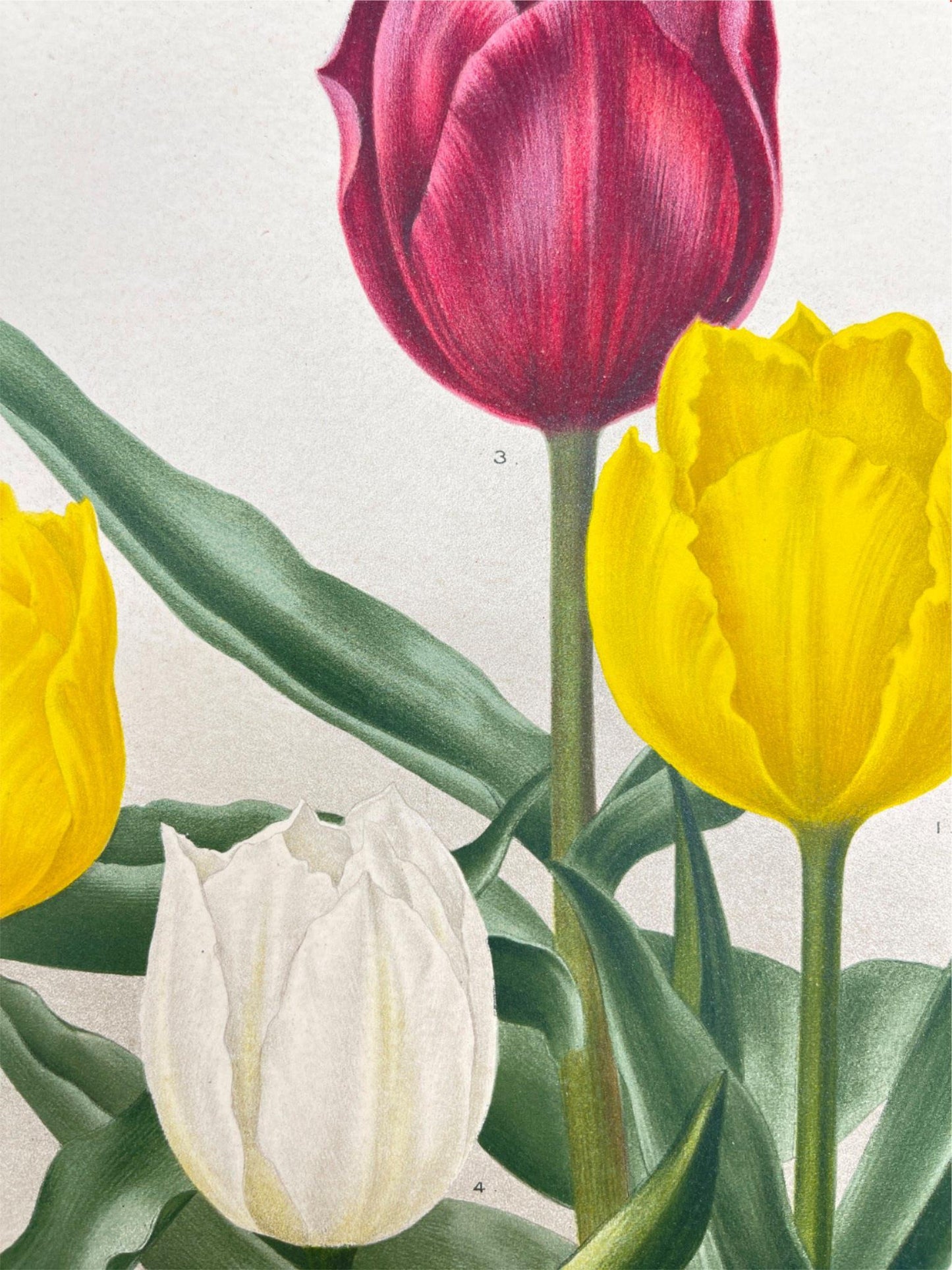 Antique Botanical Print - Flower Art - Chrysolora - Goffart & Severeijns - Dahlströms Fine Art