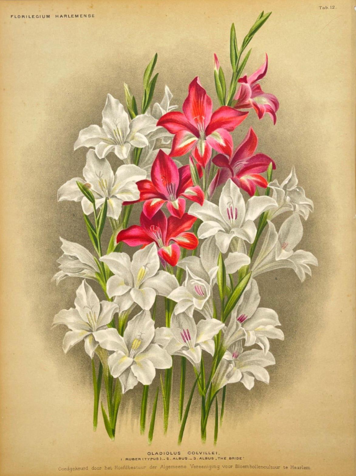 Antique Botanical Print - Flower Art - Gladiolus Colvillei - Goffart & Severeijn - Dahlströms Fine Art