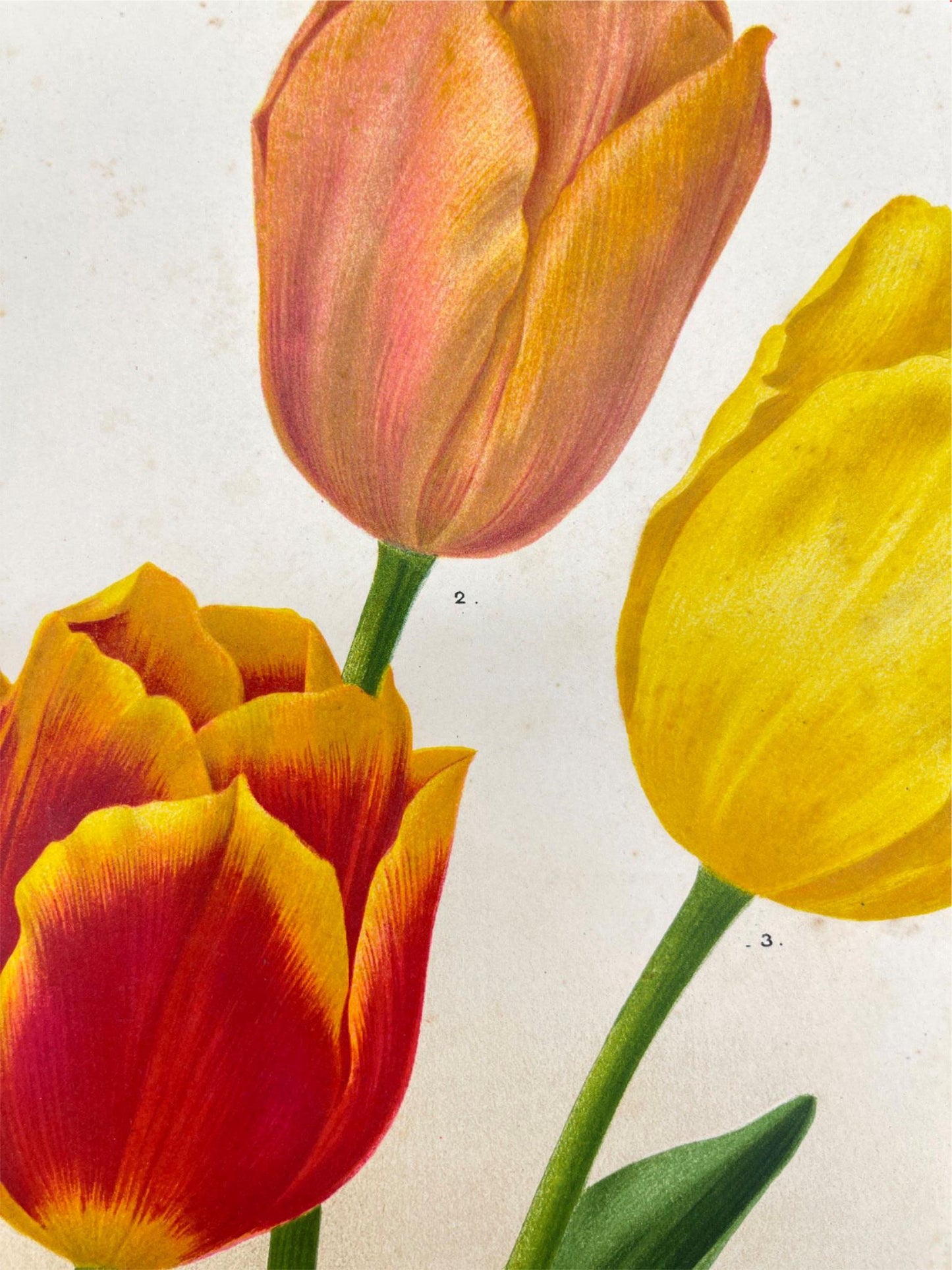 Antique Botanical Print - Flower Art - Duchesse de Parma - Goffart & Severeijn - Dahlströms Fine Art