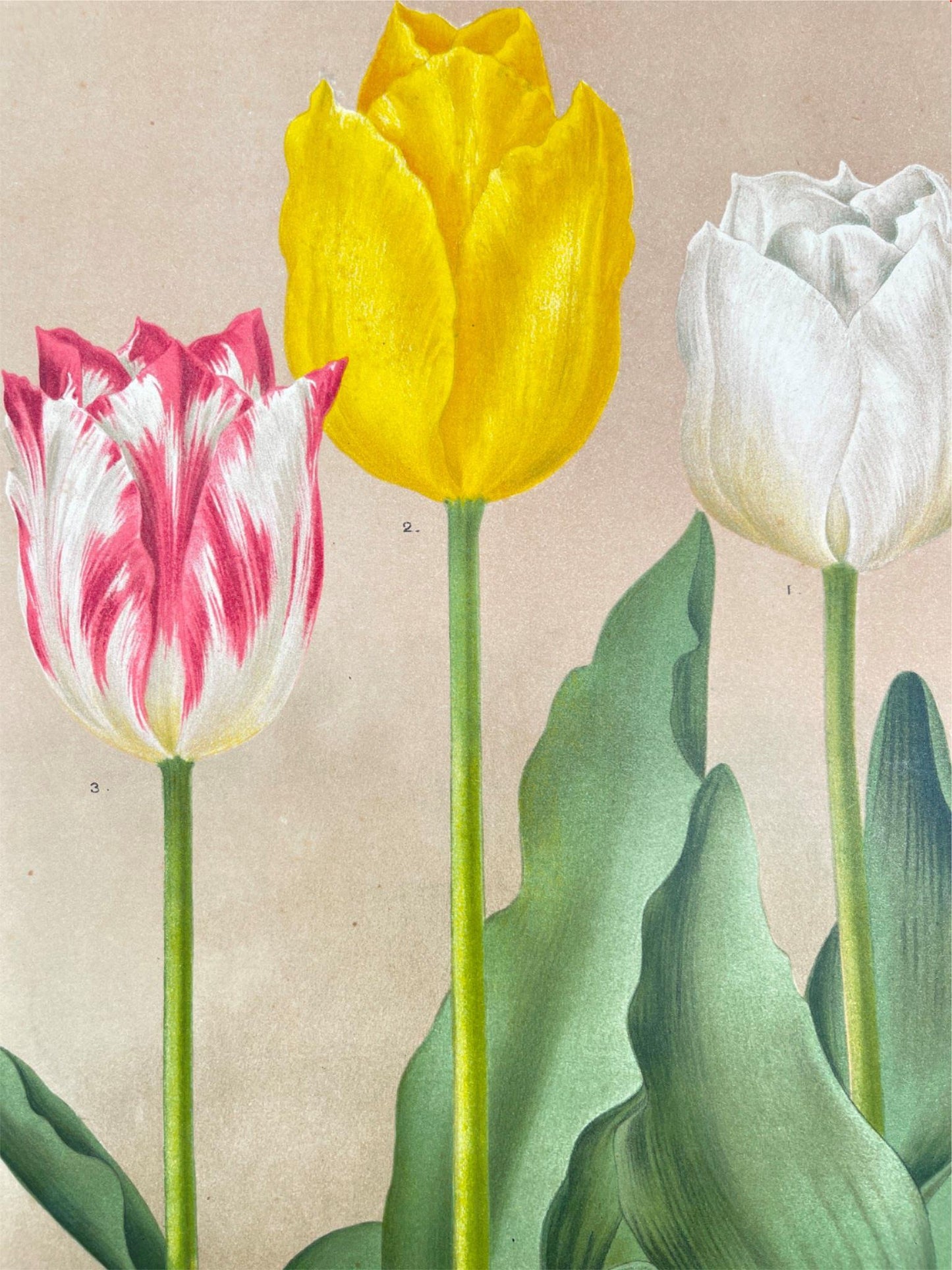 Antique Botanical Print - Flower Art - La Reine - Goffart & Severeijn - Dahlströms Fine Art