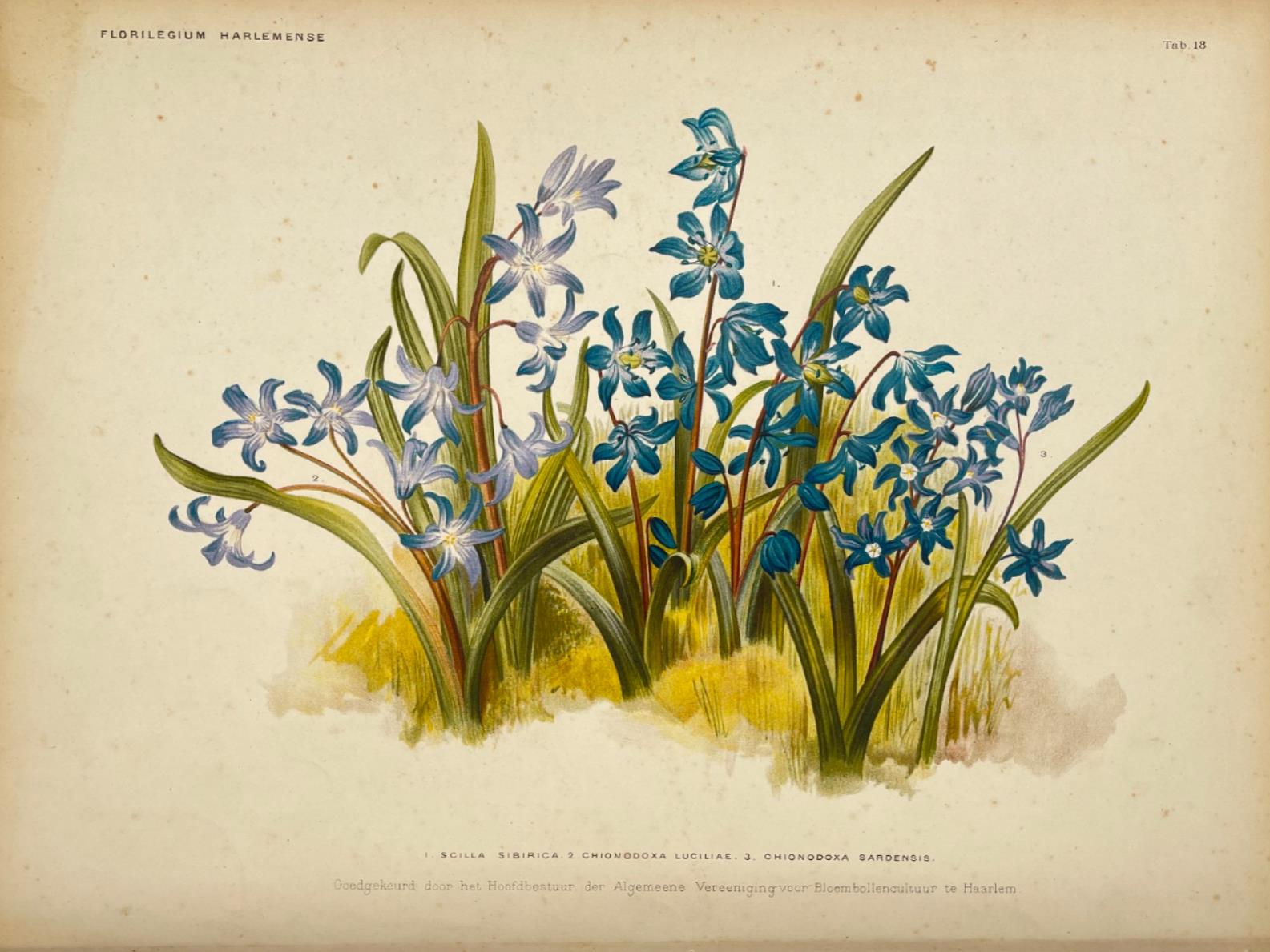 Antique Botanical Print - Flower Art - Scilla Sibirica - Goffart & Severeijn - Dahlströms Fine Art