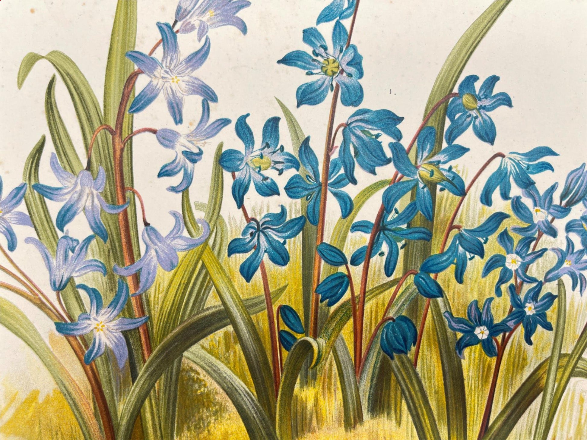 Antique Botanical Print - Flower Art - Scilla Sibirica - Goffart & Severeijn - Dahlströms Fine Art