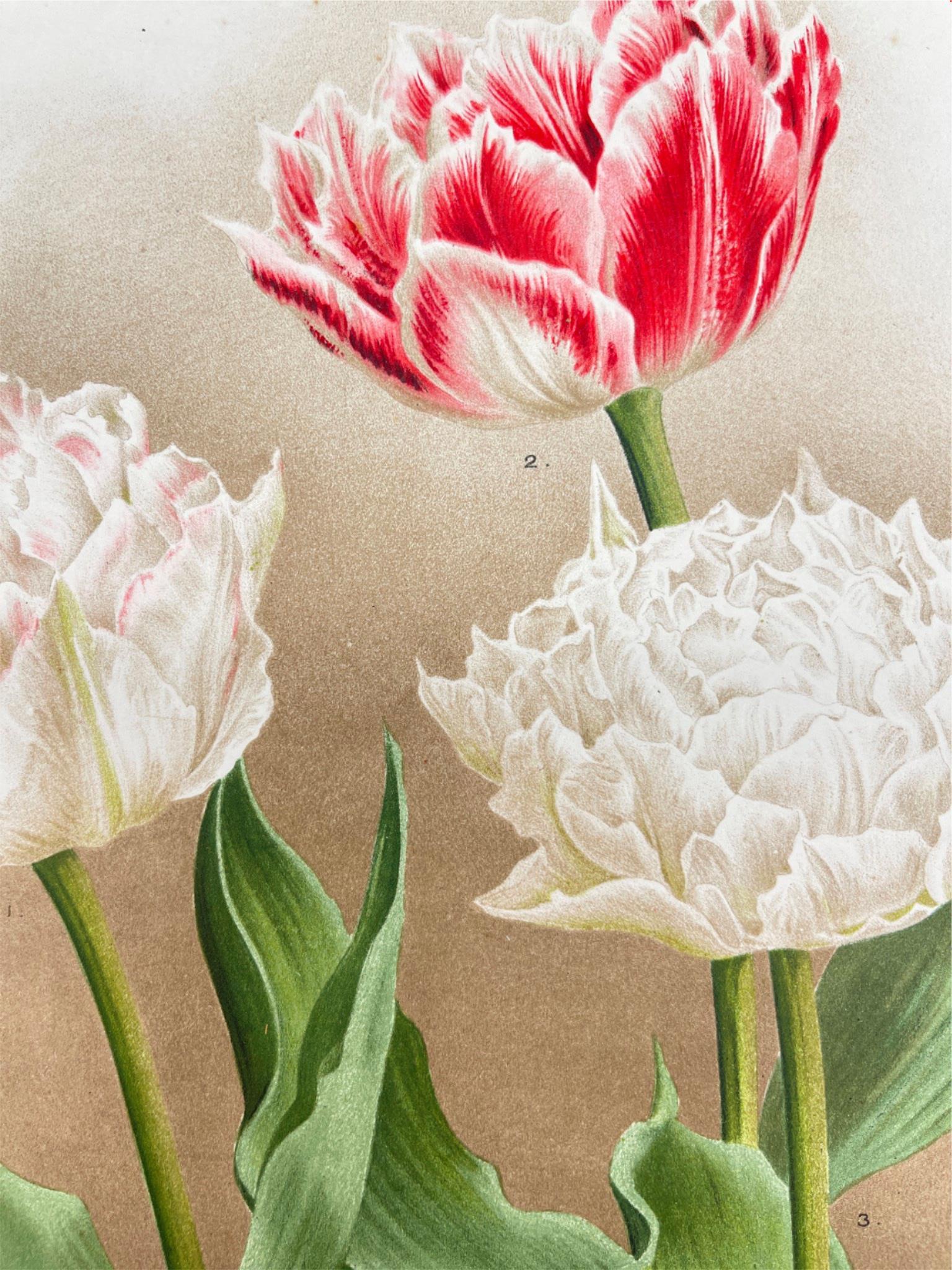 Antique Botanical Print - Flower Art - Murillo - Peony - Goffart & Severeijn - Dahlströms Fine Art