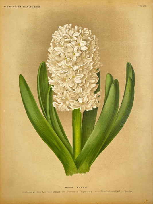 Antique Botanical Print - Flower Art - Goffart & Severeijn - Fine Art - Dahlströms Fine Art