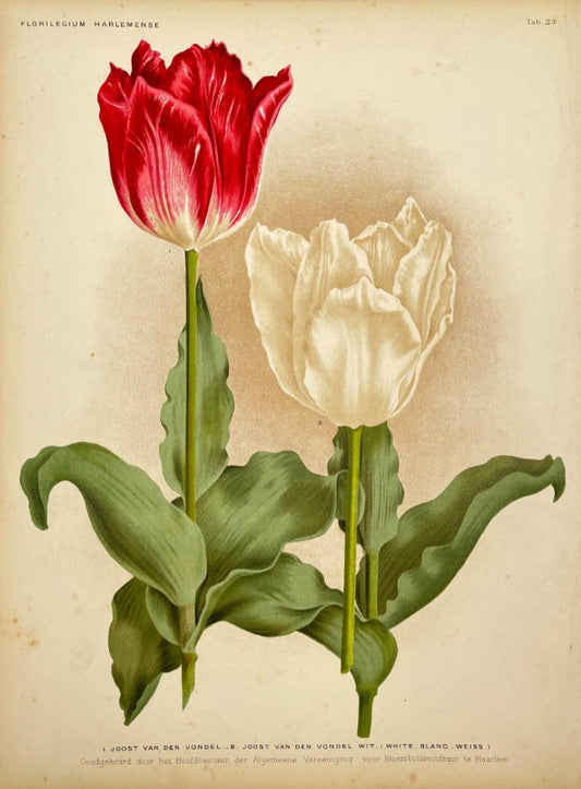 Antique Botanical Print - Flower Art - Joost Van Den Vondel - Goffart - Dahlströms Fine Art