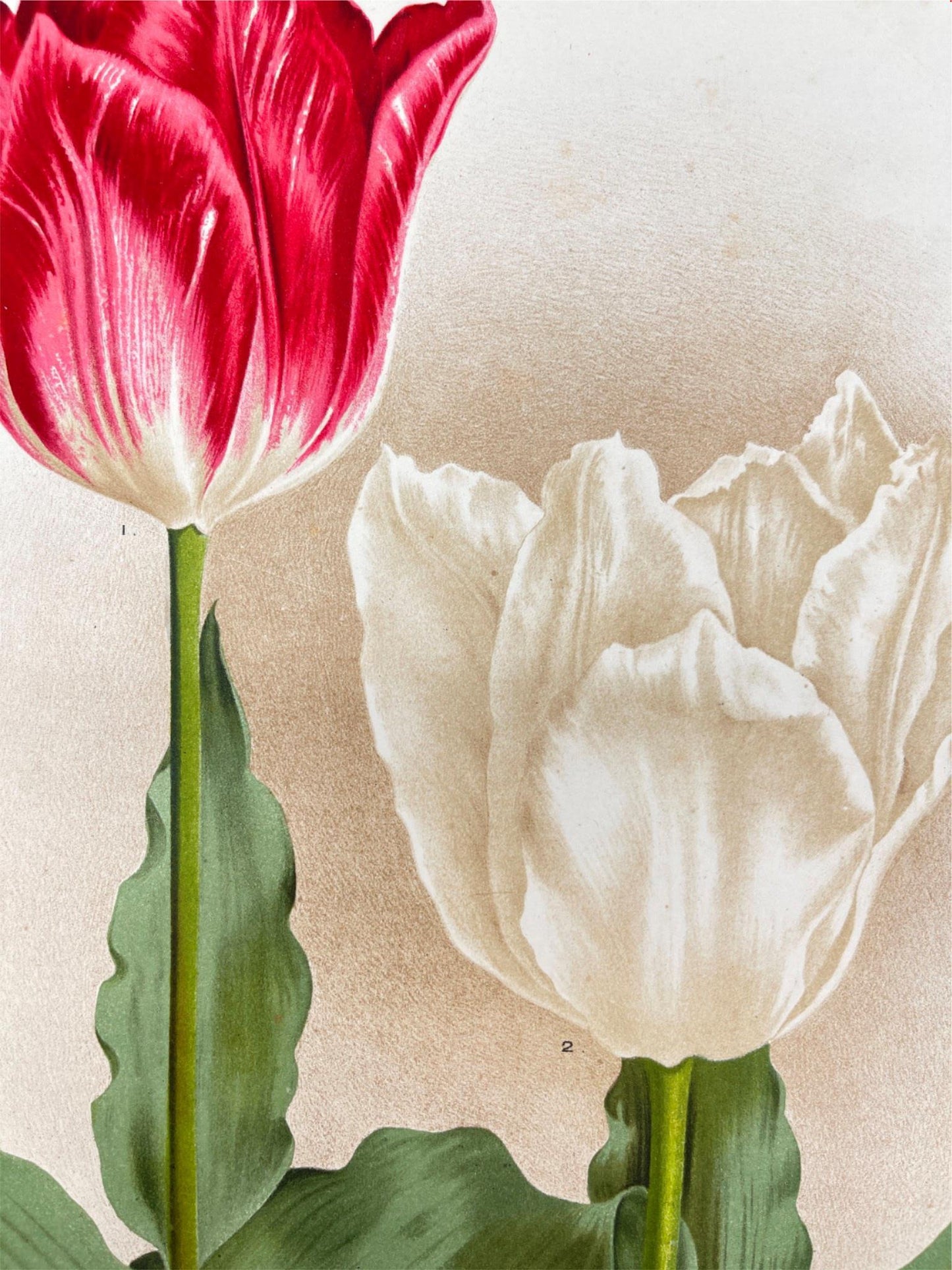 Antique Botanical Print - Flower Art - Joost Van Den Vondel - Goffart - Dahlströms Fine Art