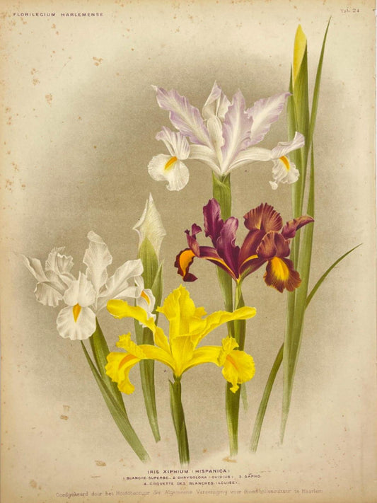 Antique Botanical Print - Flower Art - Iris Xiphium - Goffart & Severeijn - Dahlströms Fine Art