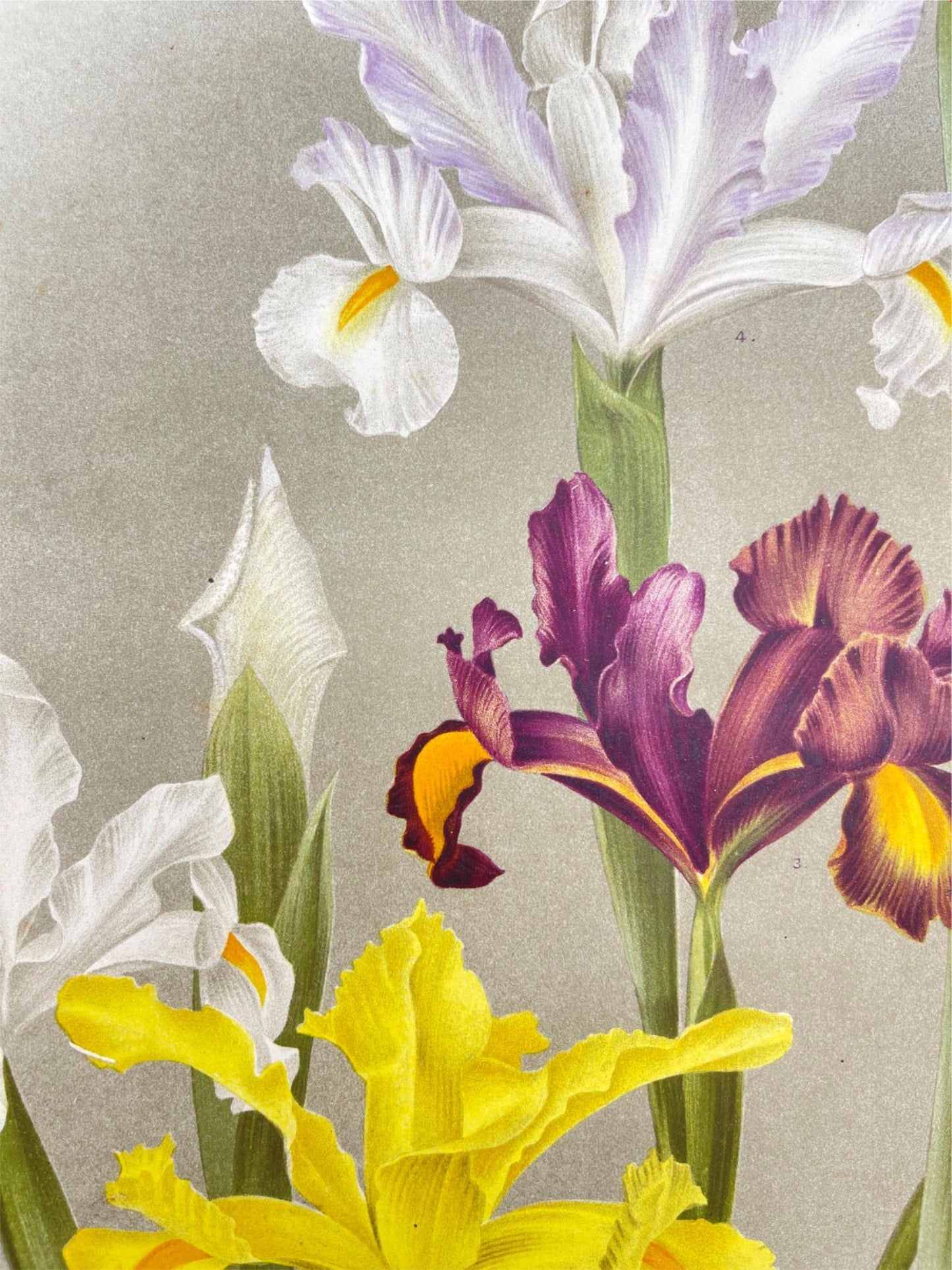 Antique Botanical Print - Flower Art - Iris Xiphium - Goffart & Severeijn - Dahlströms Fine Art