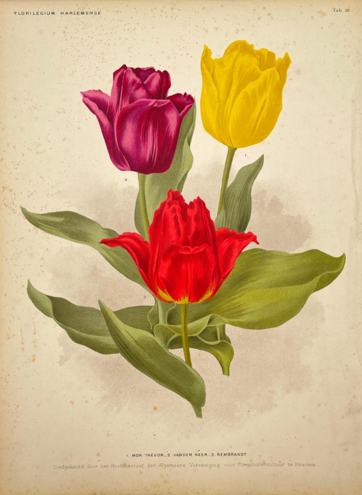 Antique Botanical Print - Flower Art - Tulip - Vander Neer - Goffart & Severeijn - Dahlströms Fine Art