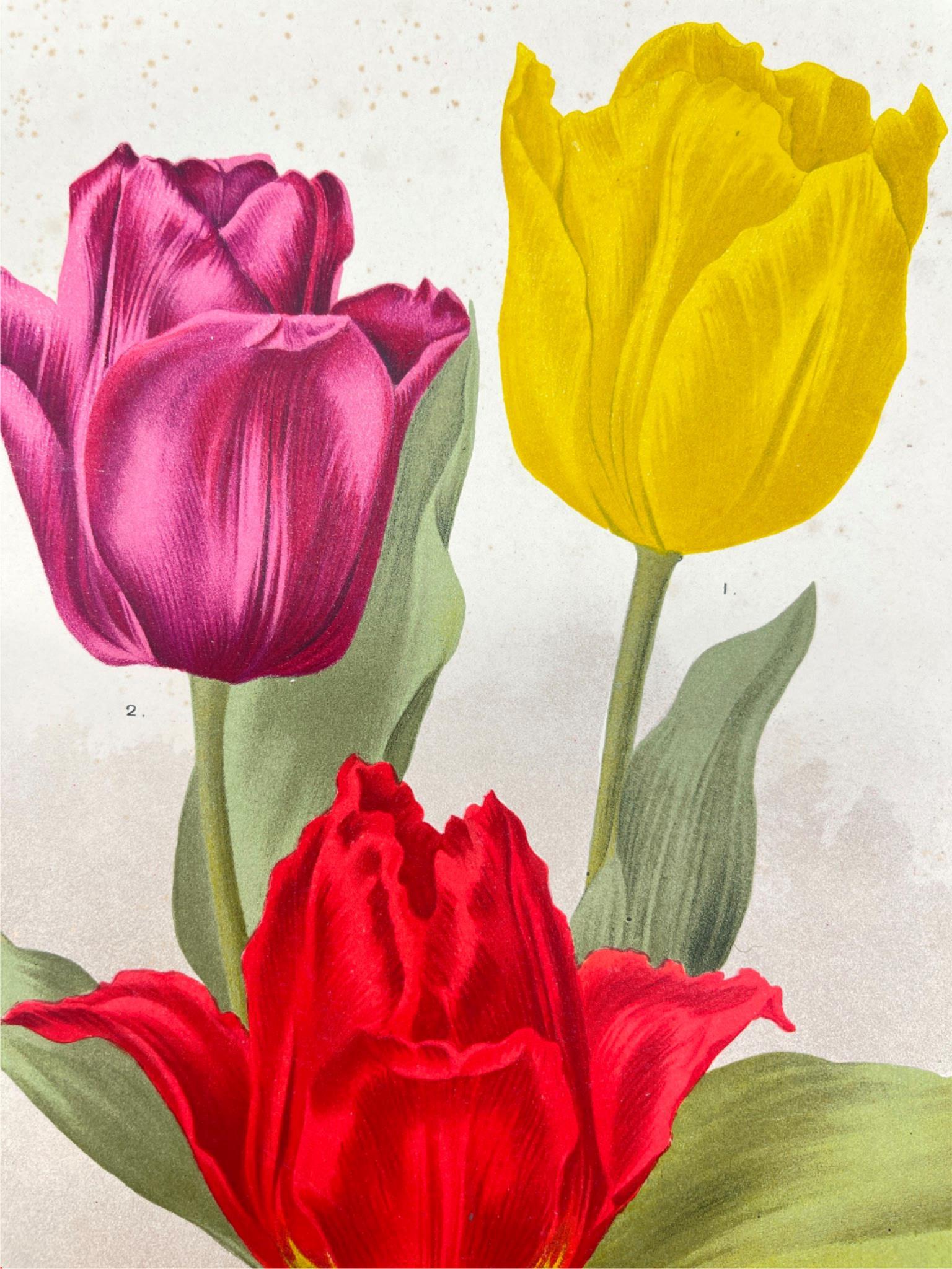 Antique Botanical Print - Flower Art - Tulip - Vander Neer - Goffart & Severeijn - Dahlströms Fine Art