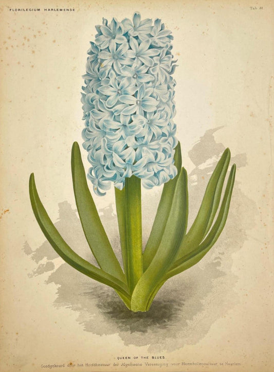 Antique Botanical Print - Flower Art - Hyacinth Orientalis - Goffart & Severeijn - Fine Art - Dahlströms Fine Art