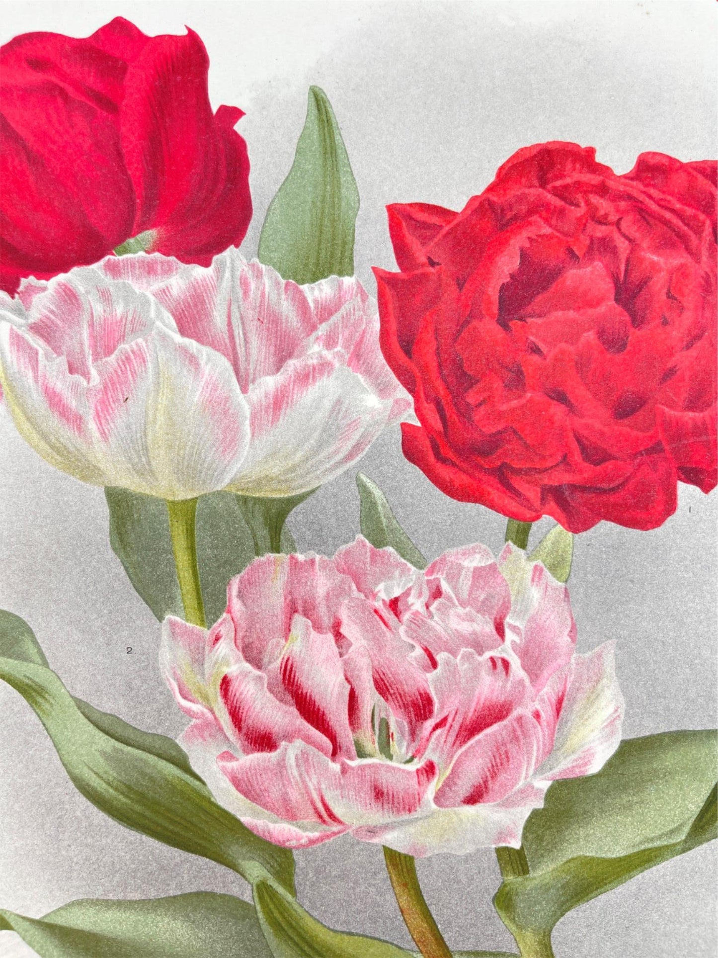 Antique Botanical Print - Flower Art - Imperator Rubrorum - Goffart & Severeijn - Dahlströms Fine Art