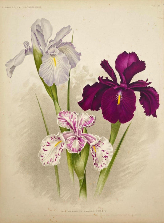 Antique Botanical Print - Flower Art - Dutch Iris - Xifium - Goffart & Severeijn - Dahlströms Fine Art