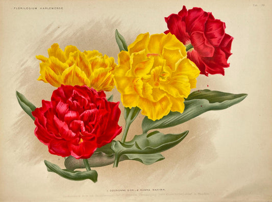 Antique Botanical Print - Flower Art - Couronne Dor- Goffart & Severeijn - Dahlströms Fine Art