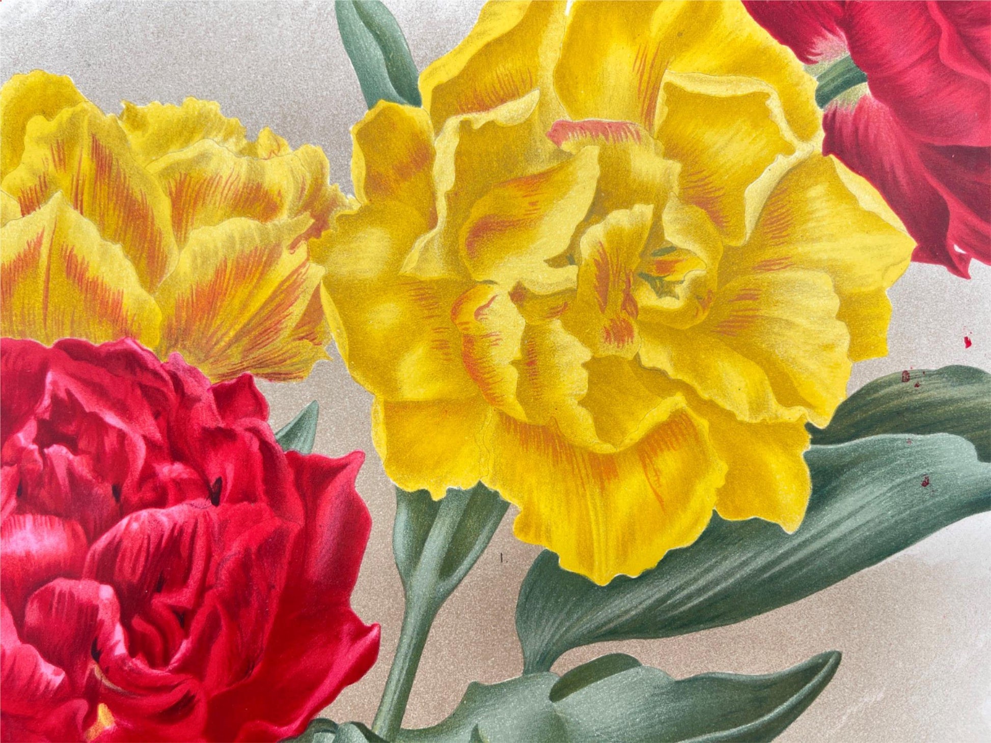Antique Botanical Print - Flower Art - Couronne Dor- Goffart & Severeijn - Dahlströms Fine Art