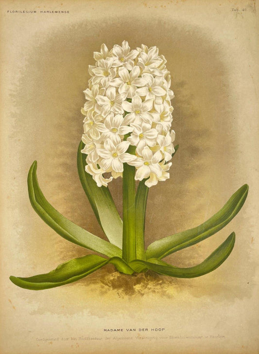 Antique Botanical Print - Goffart & Severeijn - Flower Art - Hyacinth Orientalis - Fine Art - Dahlströms Fine Art