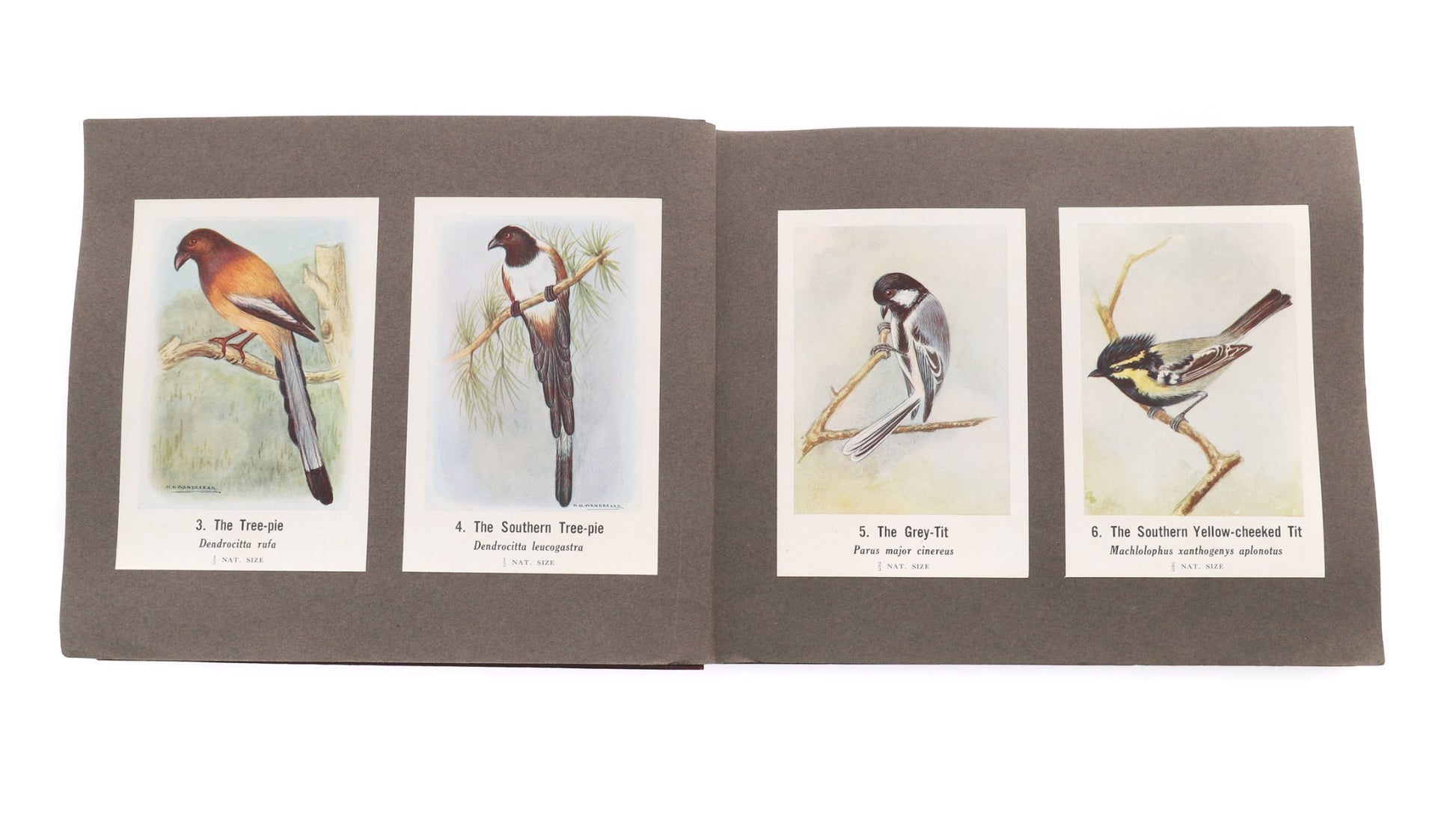 The Sind Natural History Society 1933 - Common Indian Birds - 196 Lithographs - Dahlströms Fine Art