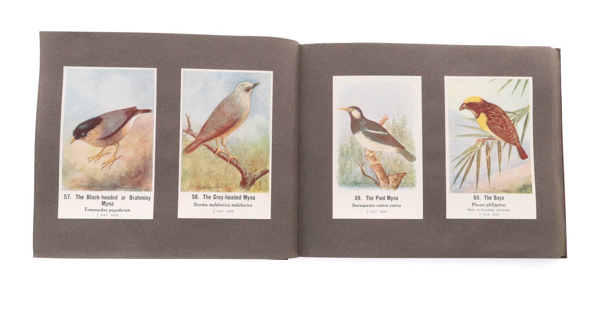 The Sind Natural History Society 1933 - Common Indian Birds - 196 Lithographs - Dahlströms Fine Art