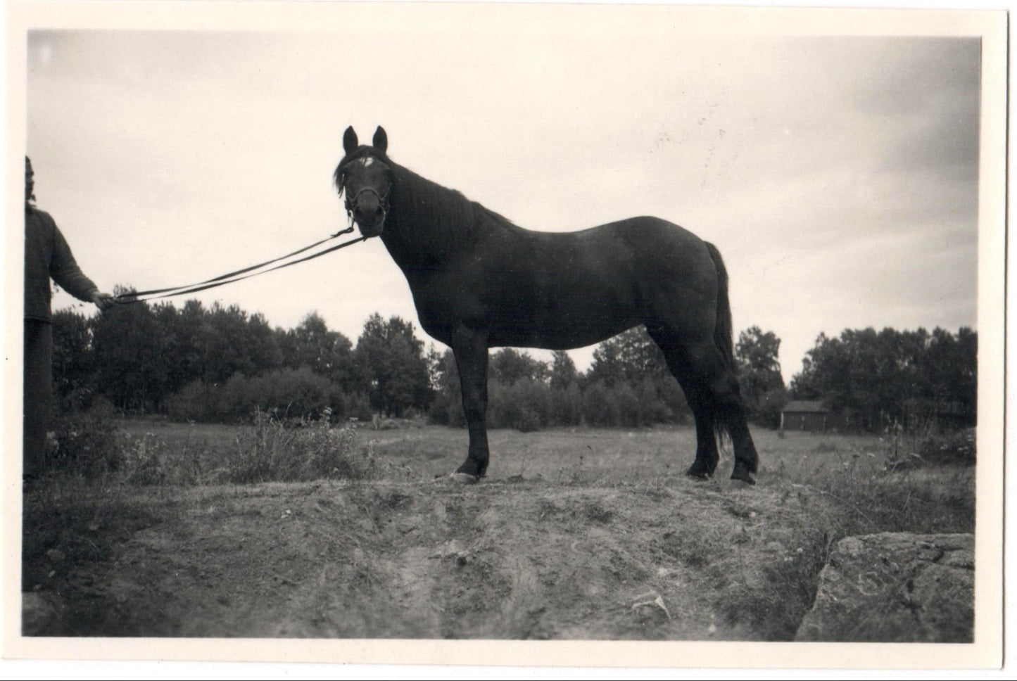 Vintage Photo - Photo of Black Horse - Sports Horse - Equestrian Sports - Sweden